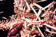 Western Spruce Budworm
